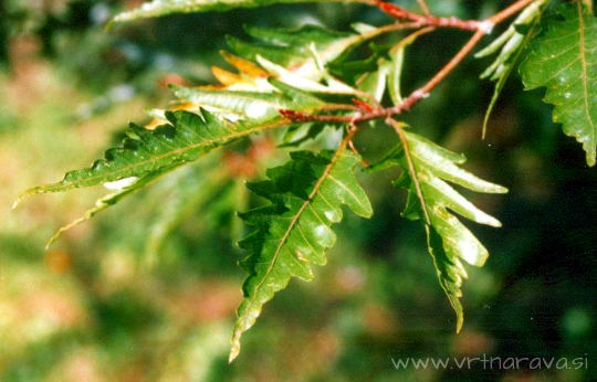 Fagus sylvatica 'Asplenifolia'