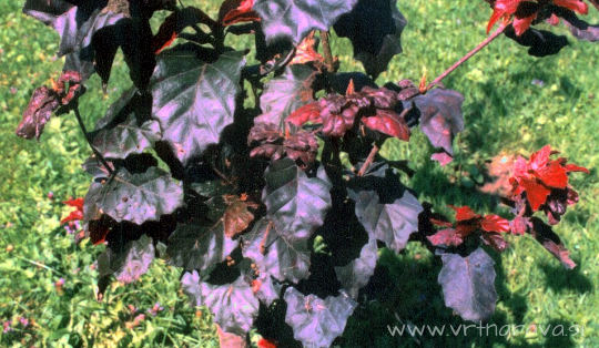 Fagus sylvatica 'Purpurea Nana'