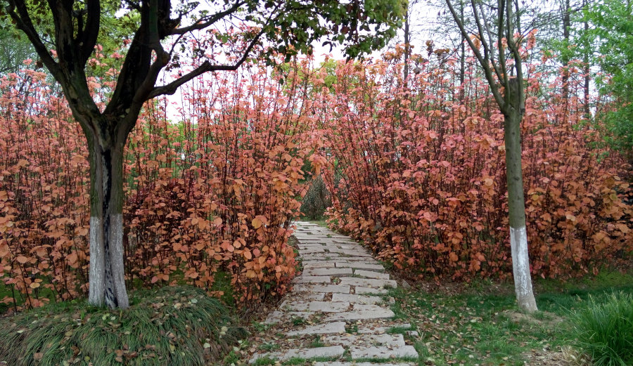 Vrtna pot v jeseni