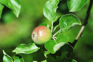 Mlado jabolko na drevesu
