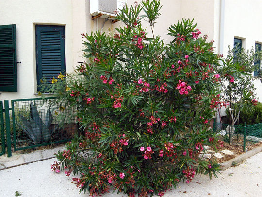 Oleander