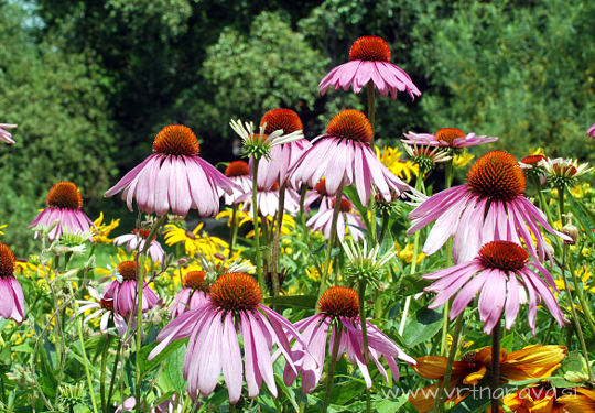 Ameriški slamnik - Echinacea purpurea