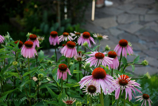 Ameriški slamnik - Echinacea purpurea