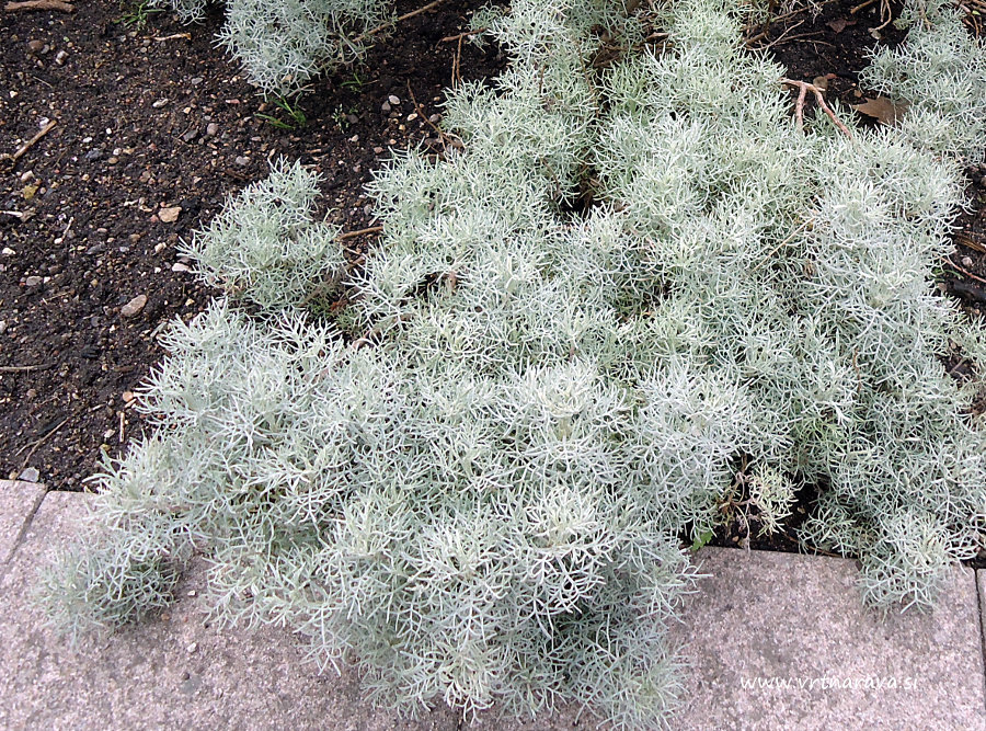 Artemisia frigida