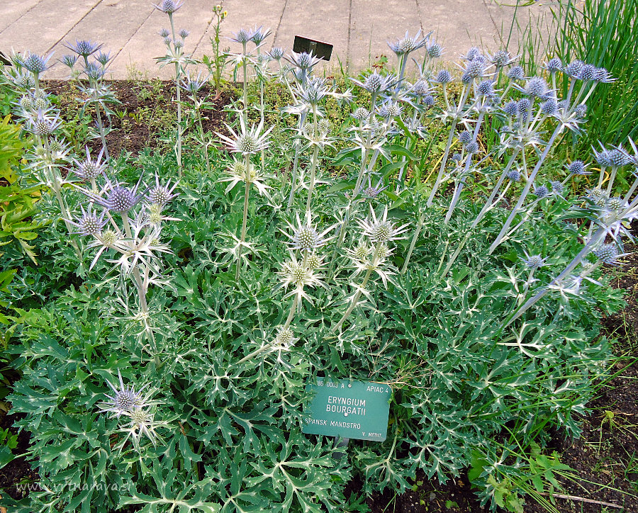 Bourgatijeva možina - Eryngium bourgatii