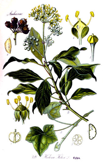 Bršljan, Hedera helix