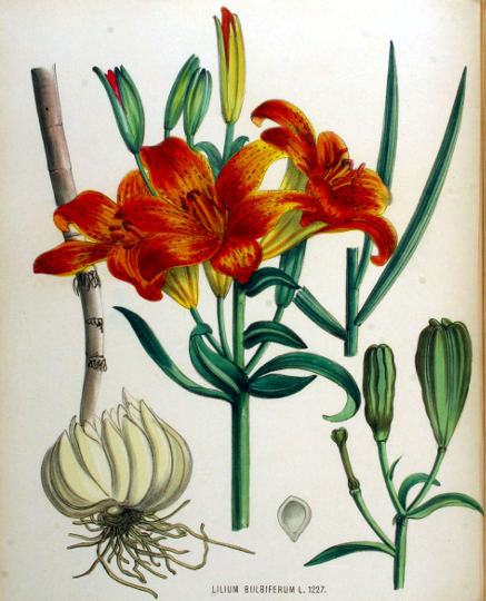 Brstična lilija, Lilium bulbiferum