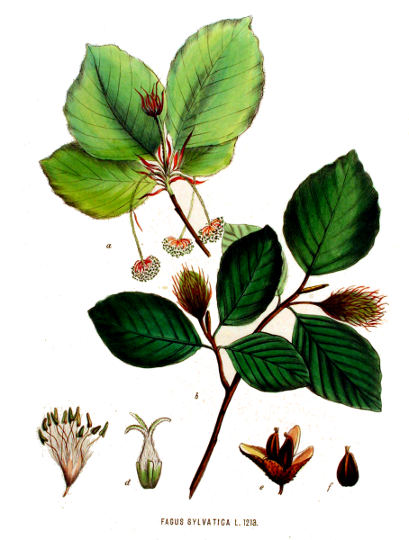 Bukev, Fagus sylvatica