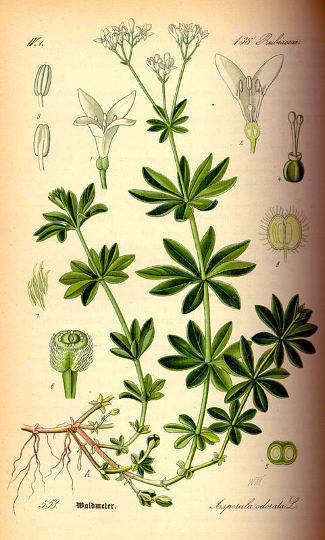 Dišeča lakota, Galium odoratum