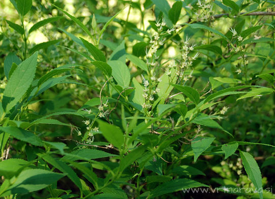 Deutzia scabra - dojcija