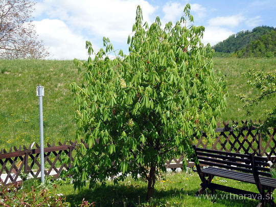 Aesculus parviflora - drobnocvetni divji kostanj na vrtu