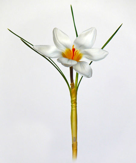 Dvocvetni žafran, Crocus chrysanthus