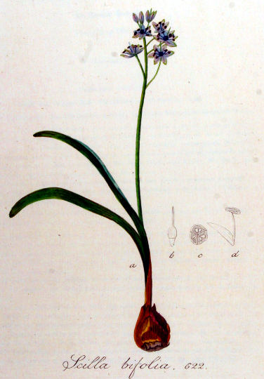 Dvolista morska čebulica, Scilla bifolia