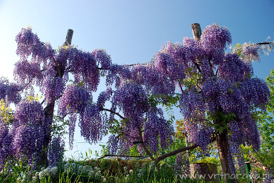 Glicinija - Wisteria sinensis