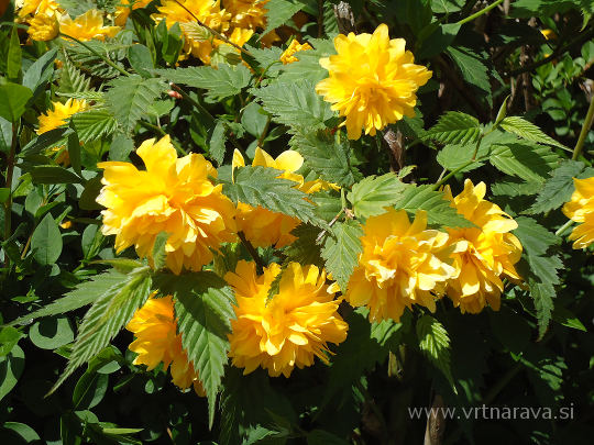 Japonska kerija - Kerria japonica - cvetovi in liti