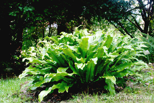 Jelenov jezik - Asplenium scolopendrium