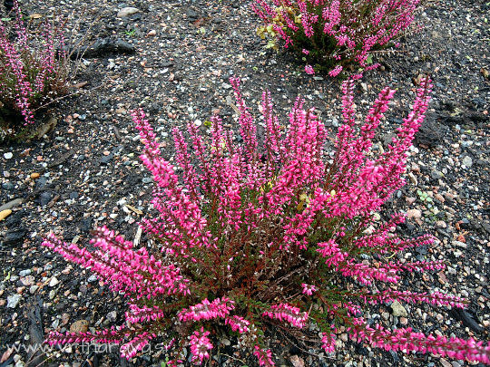 Jesenska vresa - Calluna vulgaris