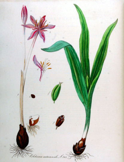 Jesenski podlesek, Colchicum autumnale