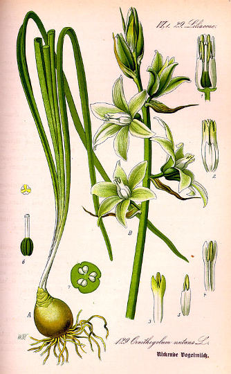 Kimastocvetno ptičje mleko, Ornithogalum nutans