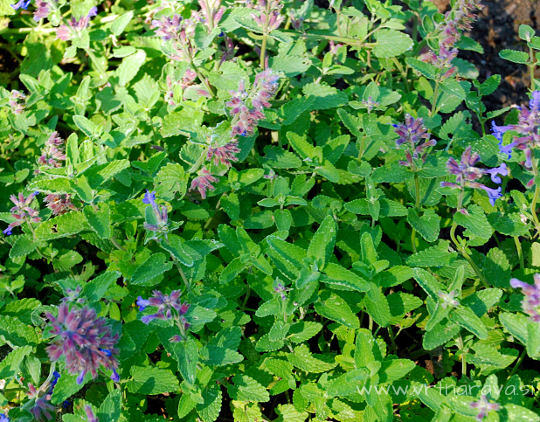 Mačja meta - Nepeta cataria