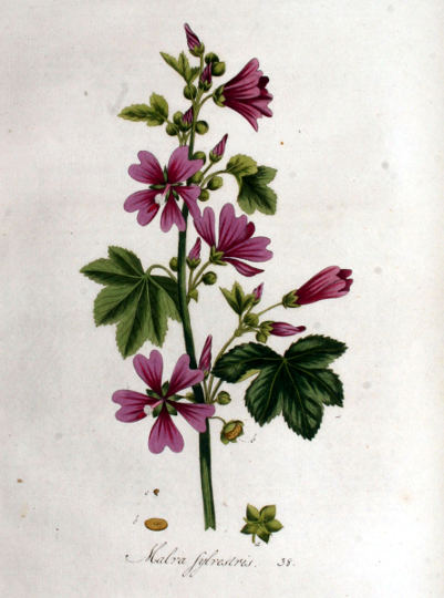 Malva sylvestris