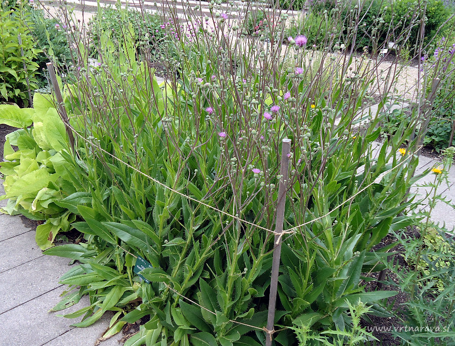 Cirsium monspessulanum