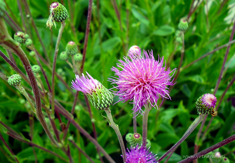 Cirsium monspessulanum