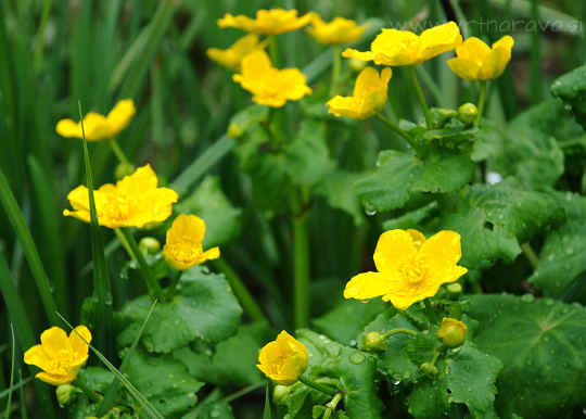 Navadna kalužnica - Caltha palustris