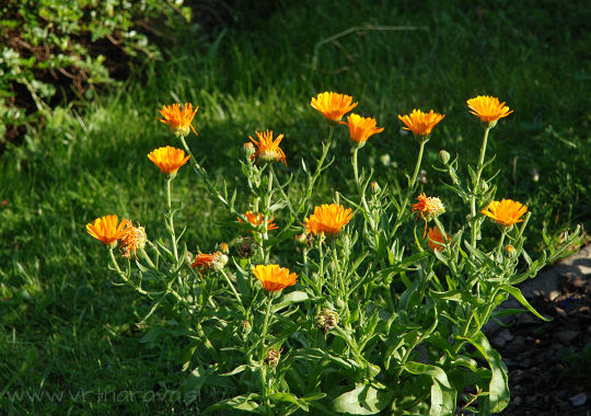 Ognjič - Calendula officinalis