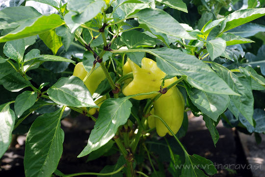 paprika - Capsicum annuum