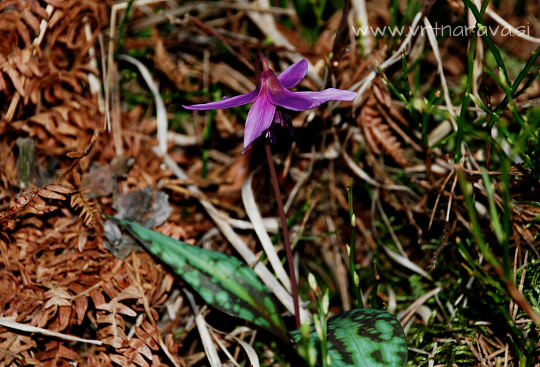 Pasji zob - Erythronium dens-canis