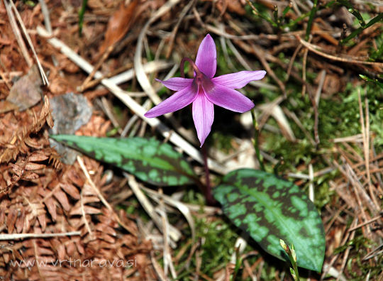 Pasji zob - Erythronium dens-canis