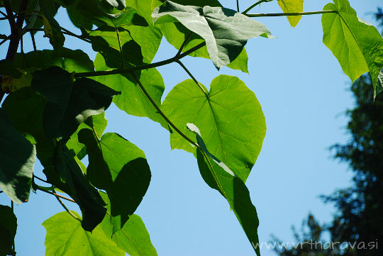 Paulownia tomentosa - pavlovnija