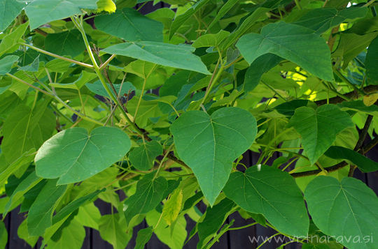 Paulownia tomentosa - pavlovnija listi