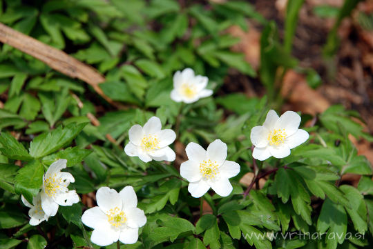 Podlesna vetrnica - Anemone nemorosa