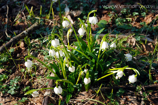 Veliki zvonček - Leucojum vernum