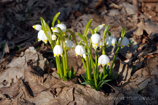 Veliki zvonček - Leucojum vernum