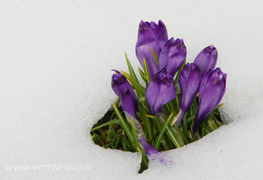 Pomladanski žafran - Crocus vernus