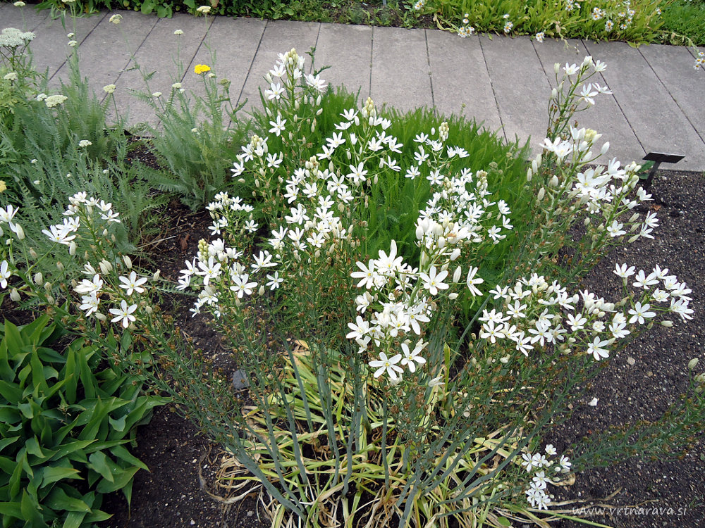 ornithogalum narbonense - francosko ptičje mleko