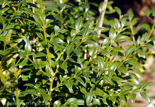 pupšan, Buxus sempervirens