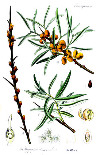 Rakitovec, Hippophae rhamnoides