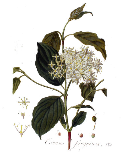 Rdeči dren, Cornus sanguinea