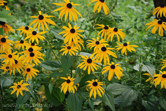 Zlatorumena rudbekija