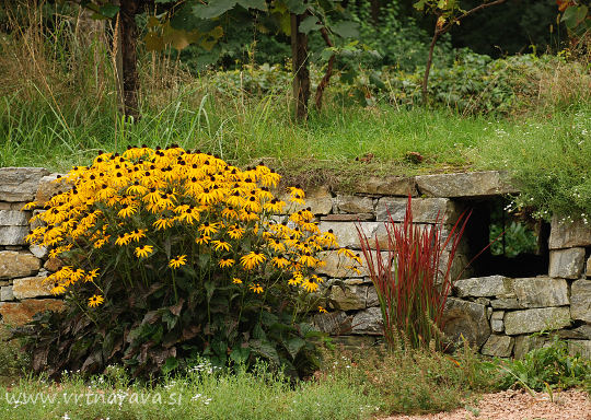 Zlatorumena rudbekija na vrtu