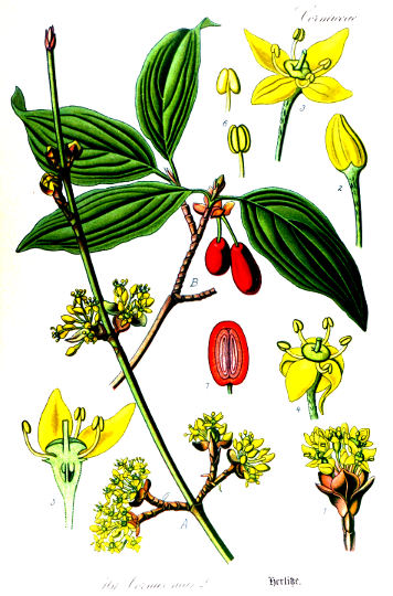 Rumeni dren, Cornus mas