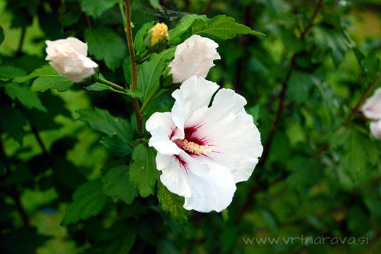 Sirski oslez, hibiskus - Hibiscus syriacus