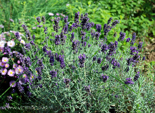 Sivka - Lavandula angustifolia