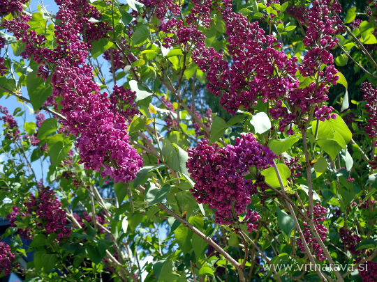 Syringa vulgaris - španski bezeg v cvetju