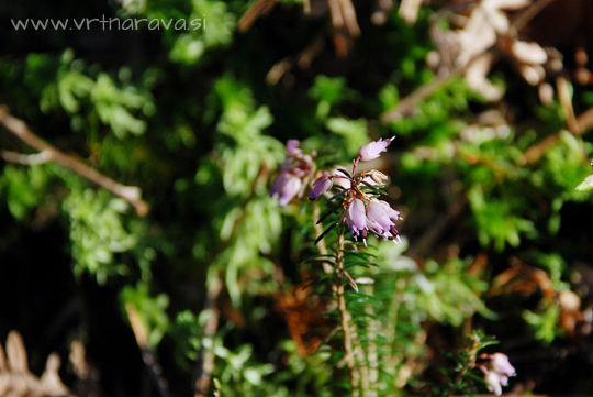 Spomladanska resa - Erica carnea