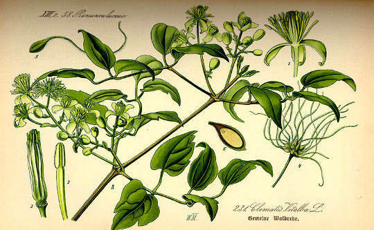 Srobot, Clematis vitalba